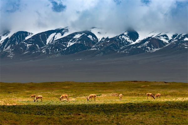 數(shù)字化分析：可可西里無人區(qū)來了一只機(jī)器藏羚羊