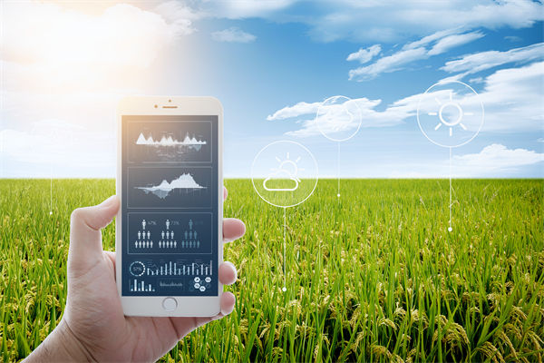 溫州種出2.1米高巨型水稻，精益生產(chǎn)怎么看？