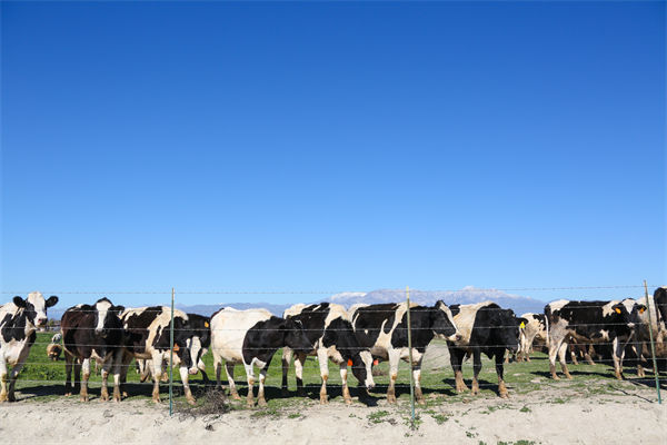 常溫純牛奶中禁止添加復(fù)原乳，集成供應(yīng)鏈怎么看？