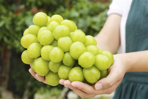 營(yíng)銷(xiāo)管理咨詢(xún)分析：陽(yáng)光玫瑰因何跌成“地板價(jià)”？